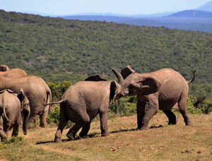 The Six Stages of Life2